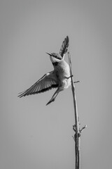 Mono little bee-eater spreading wings on branch