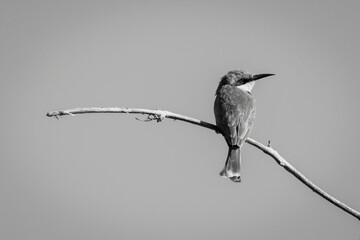 Mono little bee-eater turns head on branch