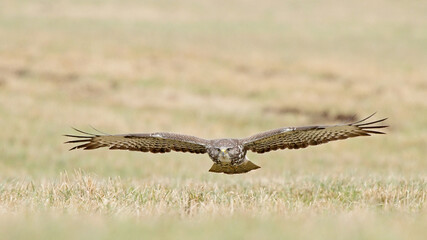 Bird of prey in flight, bird flying Common Buzzard buteo buteo