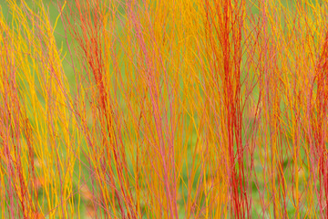 Line patterns of dry branches with various colors
