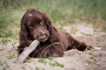 Chocolate cocker spaniel puppy at the beach.