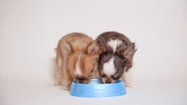 chihuahua puppies eating from a bowl on a white background