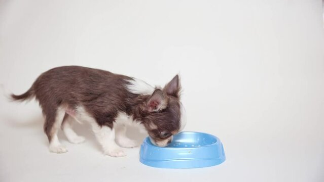 a chihuahua puppy eats from a bowl on a white background