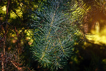 Pine brach with white woolly spots on green needles, sucking sap insect chermes, woolly adelgid on sick fir tree. Pineus cembrae, Pine tree pest. - obrazy, fototapety, plakaty