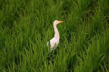 green farmland with bird