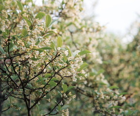 Flowering gumi branch. Natural background
