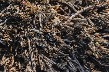 Group of hollow twigs, close up background.