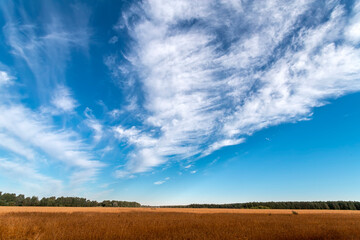 Obraz premium Oat cereal fields on the sky with clouds background. Sunny summer day. Colourful summer landscape.