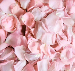 Natural background of rose petals