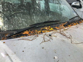  leaf fall  on a car.