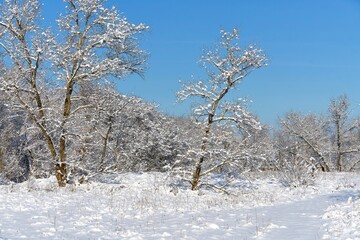 winter forest covered with white snow