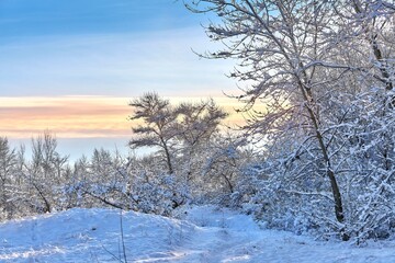 winter forest landscape at sunset