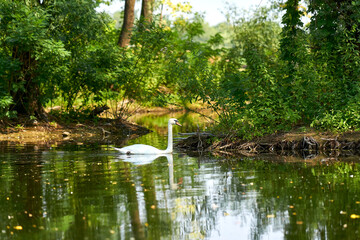 white swan on the pond in the park