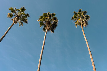 Tall palms over the blue sky