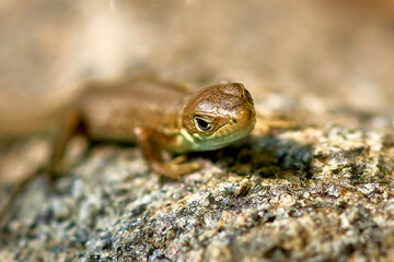 young lizard on a stone close-up