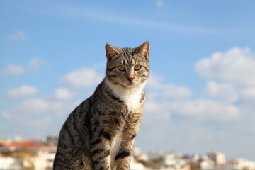 Giornata del gatto, 17 febbraio 
