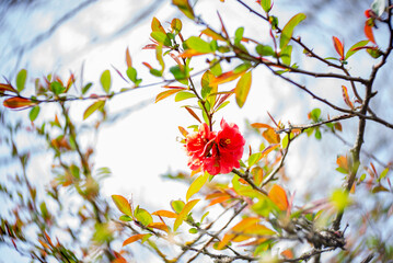 wild apple blossom, soft focus, blurry background