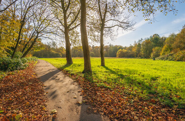 Naklejka premium Backlit photo of a forest path with fallen tree leaves along the edge. The photo was taken on a sunny autumn morning in the Dutch province of North Brabant.