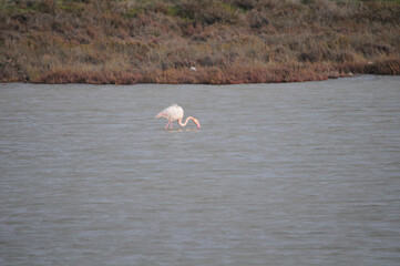 The beautiful bird Flamingo in the natural environment in Lady's Mile Limassol
