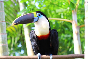 Tucán azul, ave, animal Bolivia