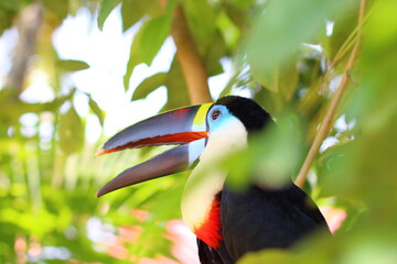 Tucán azul, ave, animal Bolivia