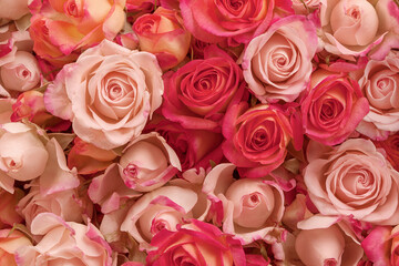 Fototapeta na wymiar Background of pink and red roses, wallpaper for your holiday