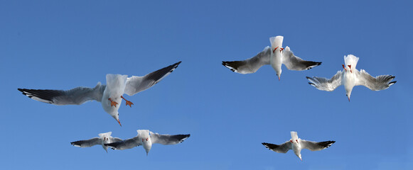 Closeup of six seagulls flying in the sky