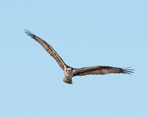 Osprey in Flight