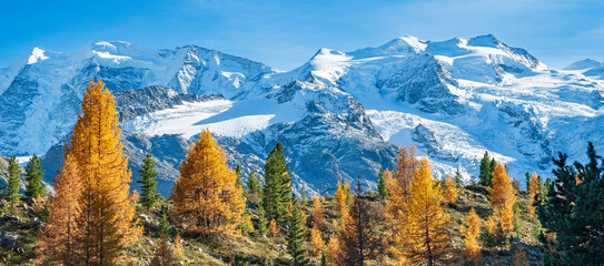 Goldener Herbst im Engadin, Morteratschgletscher, Berninagruppe, Pontresina, Engadin, Graubünden,...