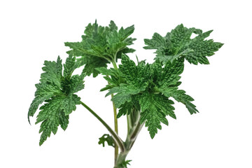 Young Leonurus quinquelobatus plant isolated on white or transparent background. Single stem with bright green juicy leaves