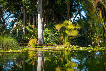 pond in tropical forest, tropic nature