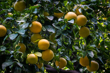 Pomelo fruits hanging on tree
