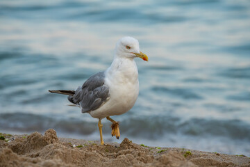 Fototapeta na wymiar Big seagull on the sea beach at the clear summer evening, wild nature birds