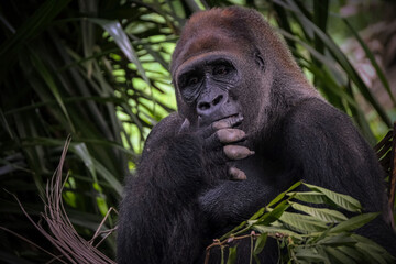 Obraz premium portrait gorilla