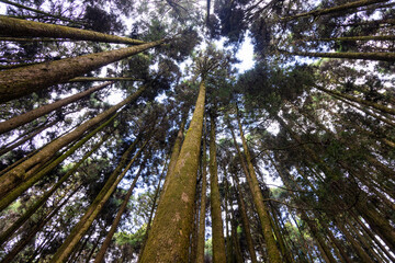 Low angle view of the pine tree