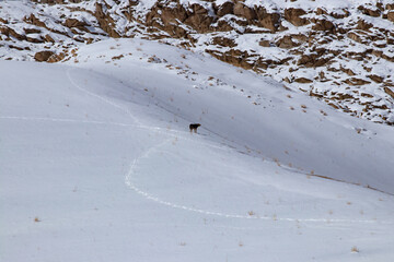 snow slope mountains and a dog barking
