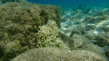 Naklejka na ściany i meble Eggs of sea snail banded dye-murex (Hexaplex trunculus) undersea, Aegean Sea, Greece, Thasos island