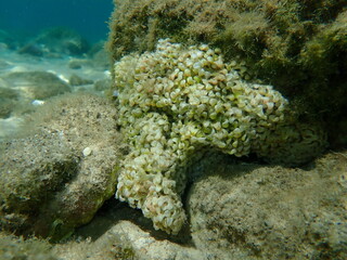 Fototapeta na wymiar Eggs of sea snail banded dye-murex (Hexaplex trunculus) undersea, Aegean Sea, Greece, Thasos island