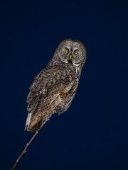 Great Gray Owl portrait at night on dark blue sky
