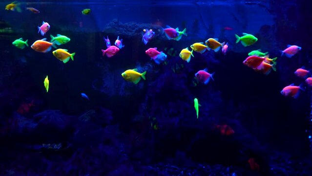 Multicolored little fish swimming in an aquarium with a blue neon glow. Oceanarium, an exotic underwater world. Underwater marine background.