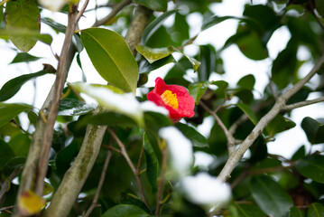 雪の中で咲く椿
