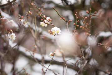 雪の中で咲く梅の花