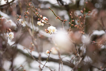 雪の中で咲く梅の花