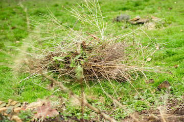 Dry branches of weeds on green grass. Spring work on cleaning the garden, backyard.