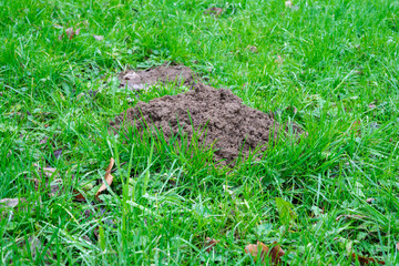 On the green grass, a breast of earth dug by a mole.