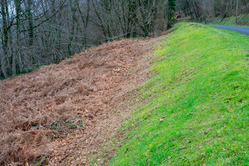 Dried and green grass on the side of the road. Living and dead concept.