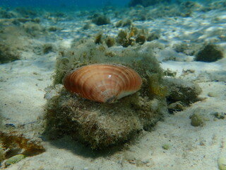 Naklejka na ściany i meble Seashell of bivalve mollusc smooth clam or smooth callista, brown venus (Callista chione) undersea, Aegean Sea, Greece, Thasos island