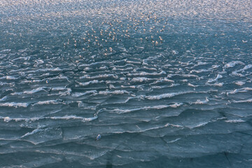 seagulls relaxing on frozen lake