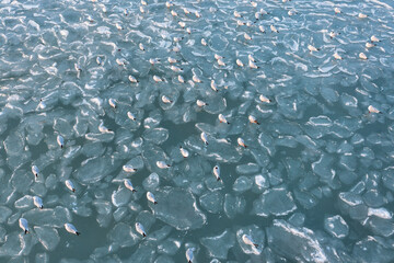 seagulls relaxing on frozen lake