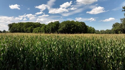 Farming growing corn in American countryside that provides food for families across USA beautiful landscapes